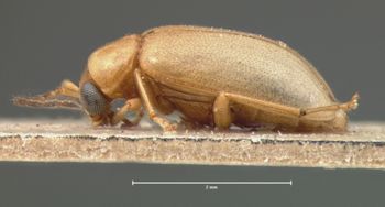 Media type: image; Entomology 18468   Aspect: habitus lateral view